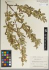 Foto von Salix laevigata Bebb